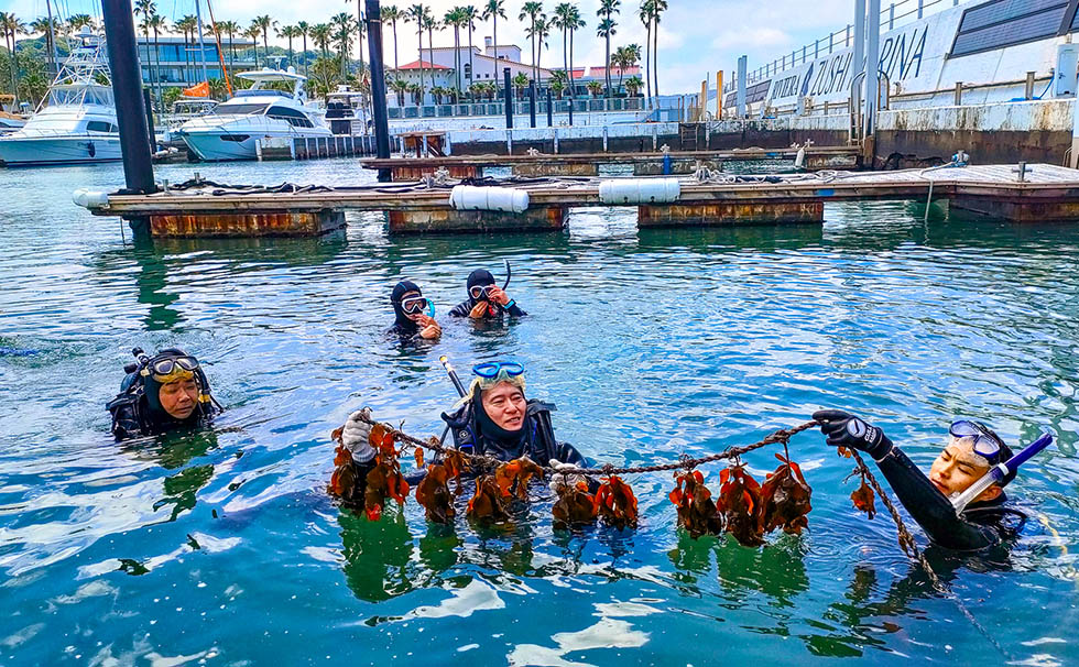 藻場再生ダイバー見学会
