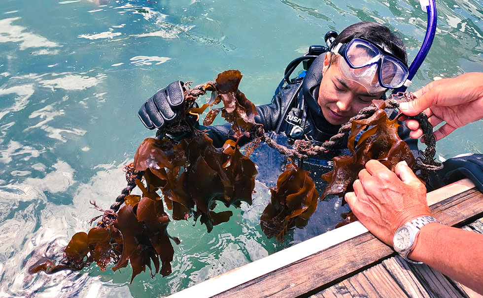 藻場再生ダイバー見学会