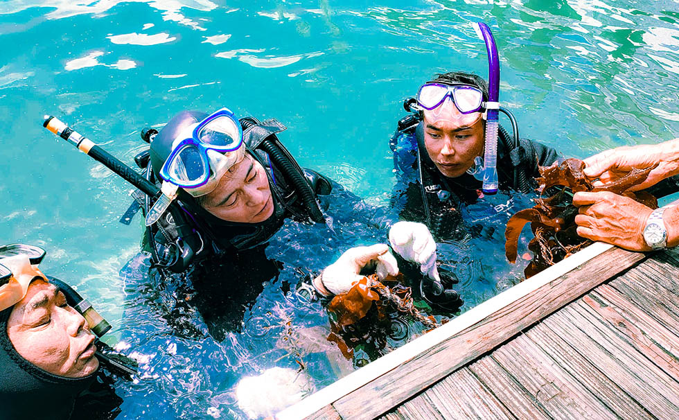藻場再生ダイバー見学会