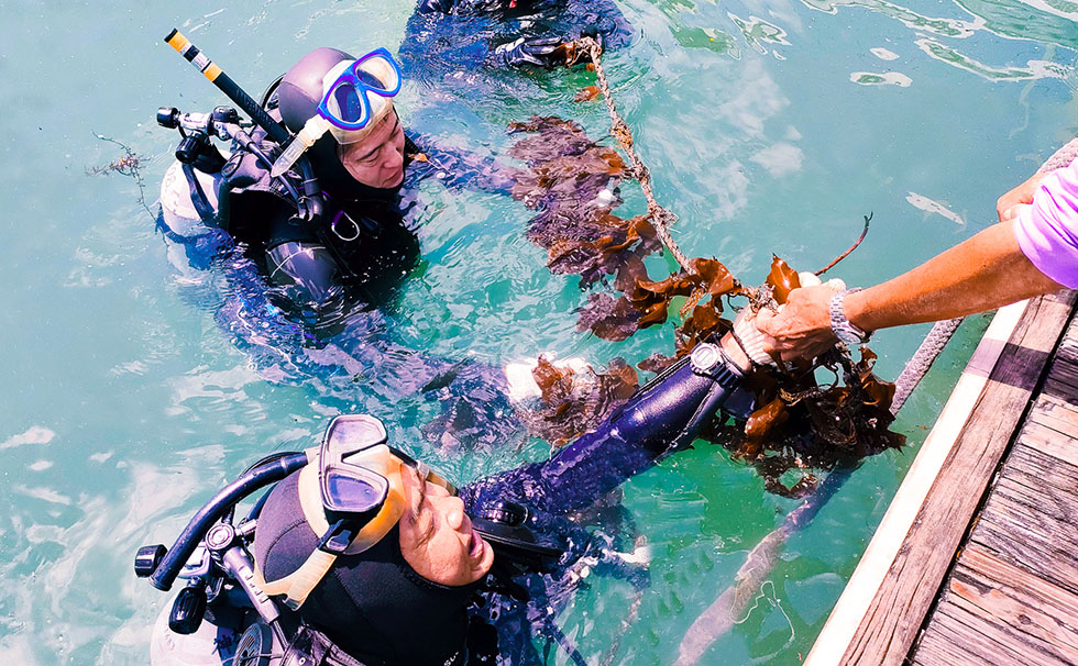 藻場再生ダイバー見学会