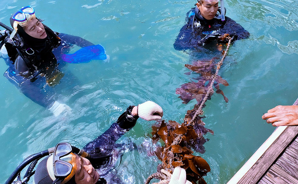 藻場再生ダイバー見学会