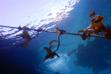 写真：ブルーカーボンベルト