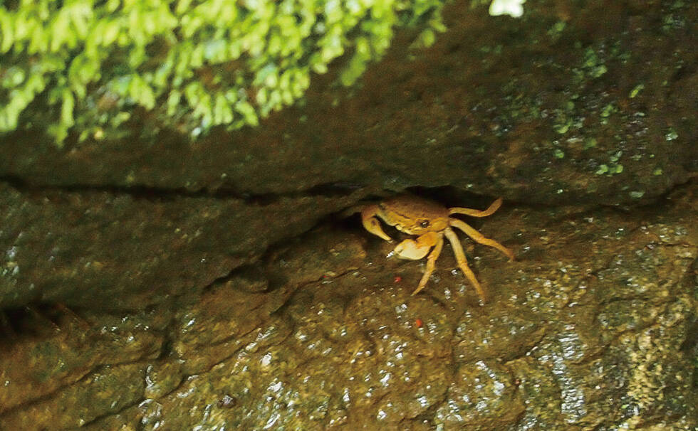 写真：アカテガニ