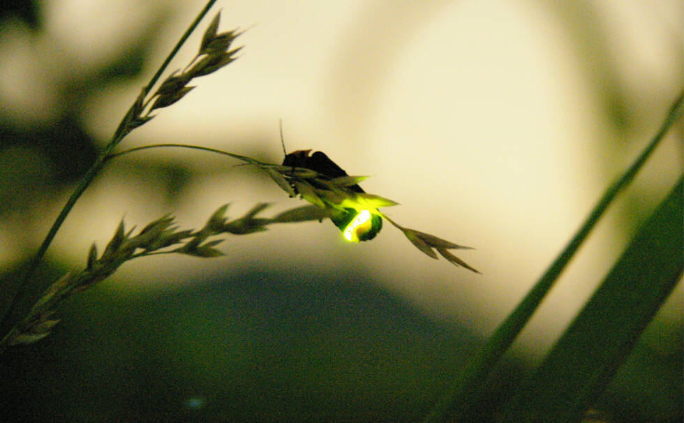 写真：ホタル