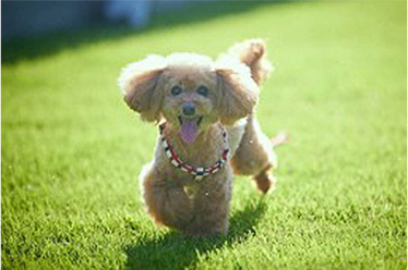 写真：わんちゃん