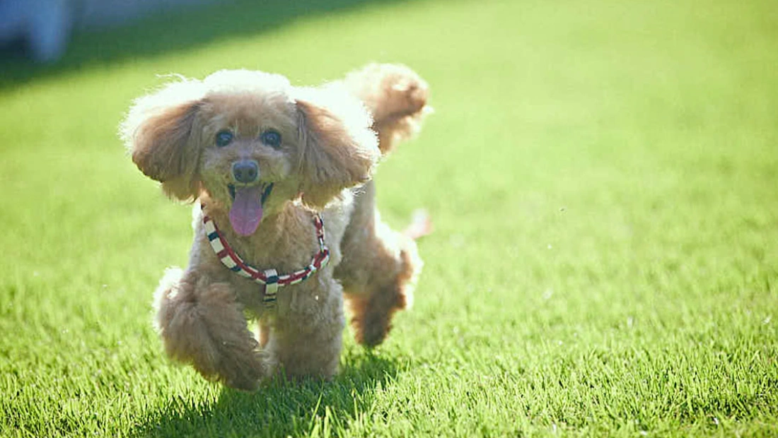 写真：わんちゃん