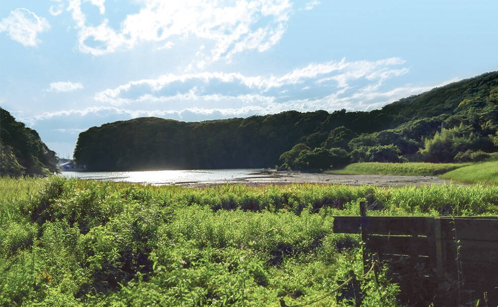 写真:小網代の森