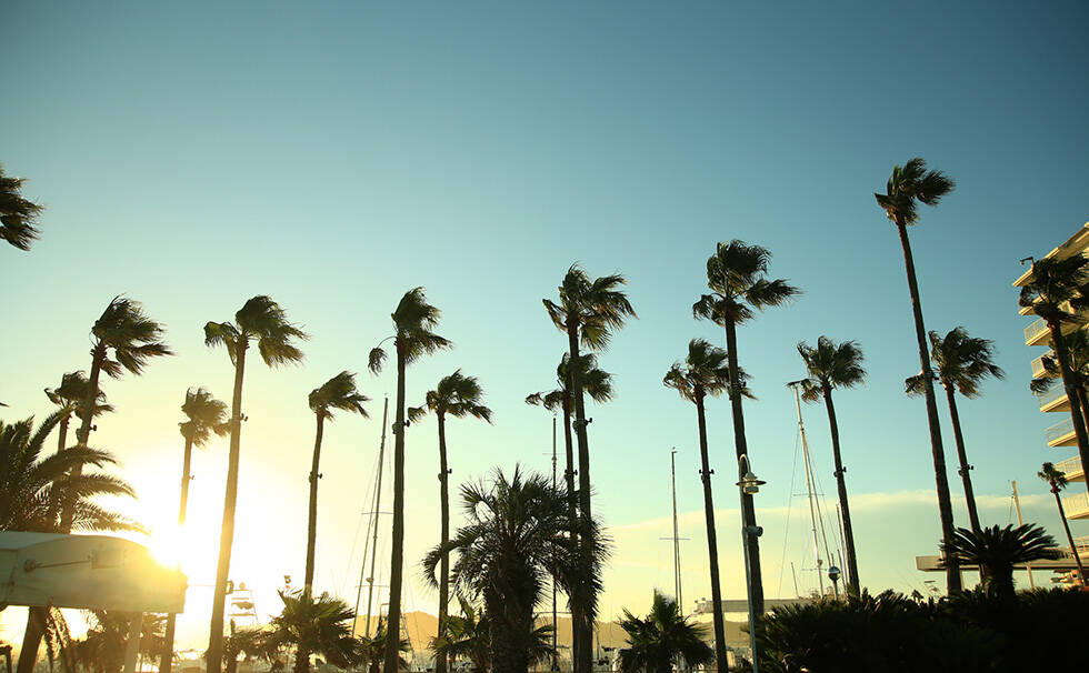 写真：ヤシの木