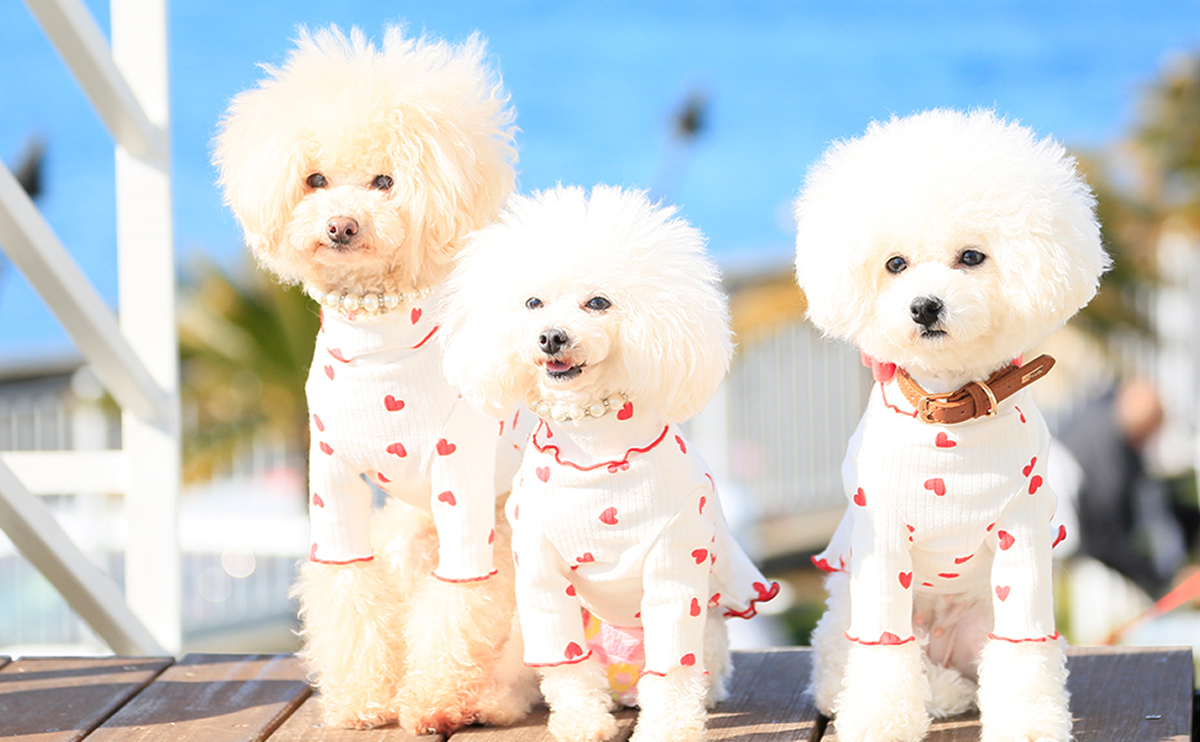 写真：わんちゃん