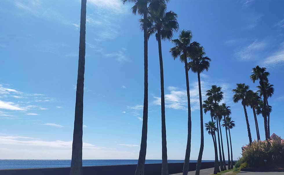 写真：逗子マリーナ駐車場