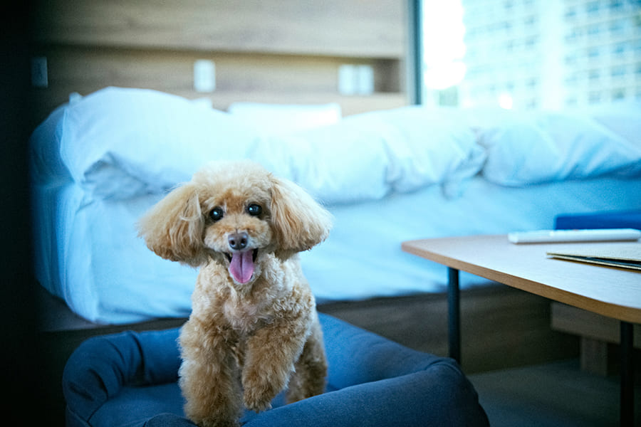 ペット 客室
