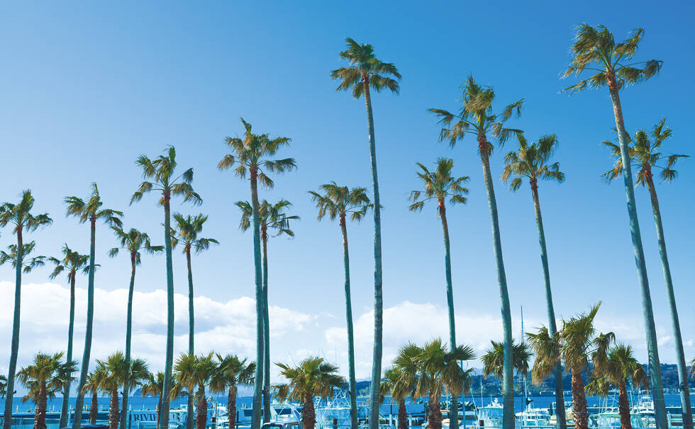 写真：ヤシの木