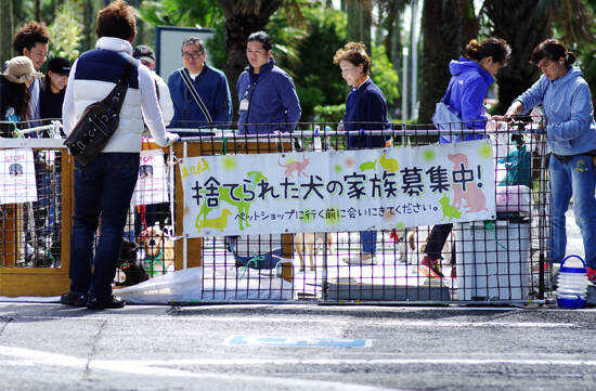 捨てられた犬の家族募集中