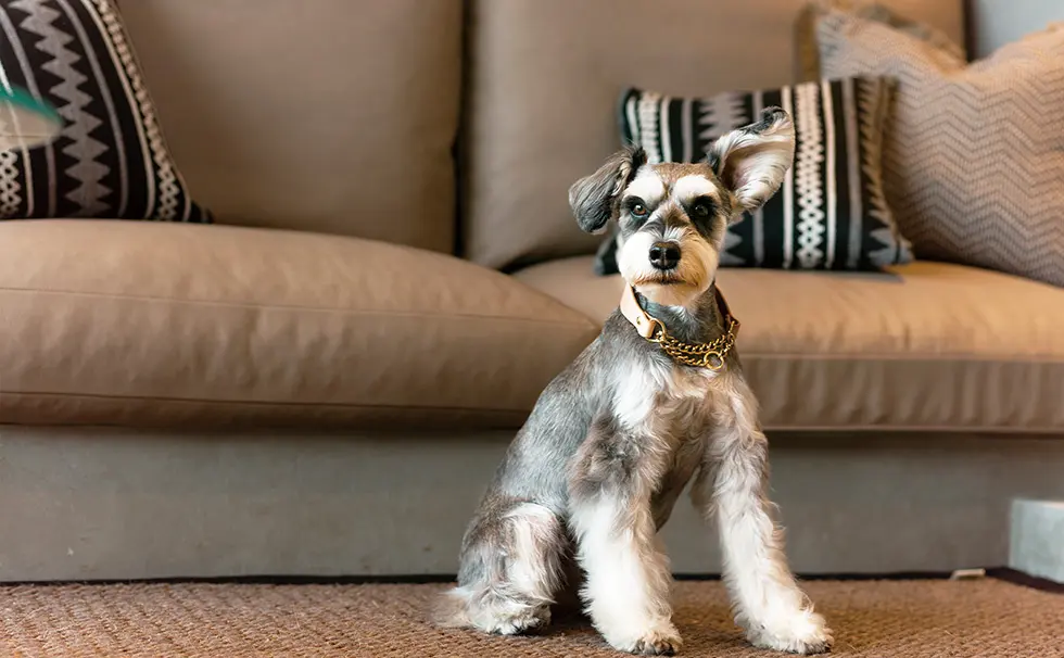 写真：わんちゃん