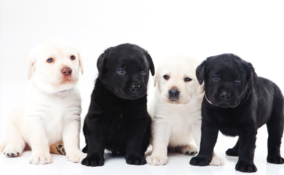 写真：わんちゃん