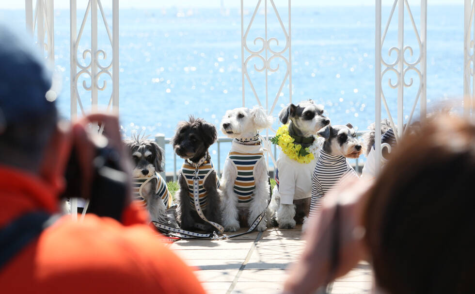 写真：わんちゃん