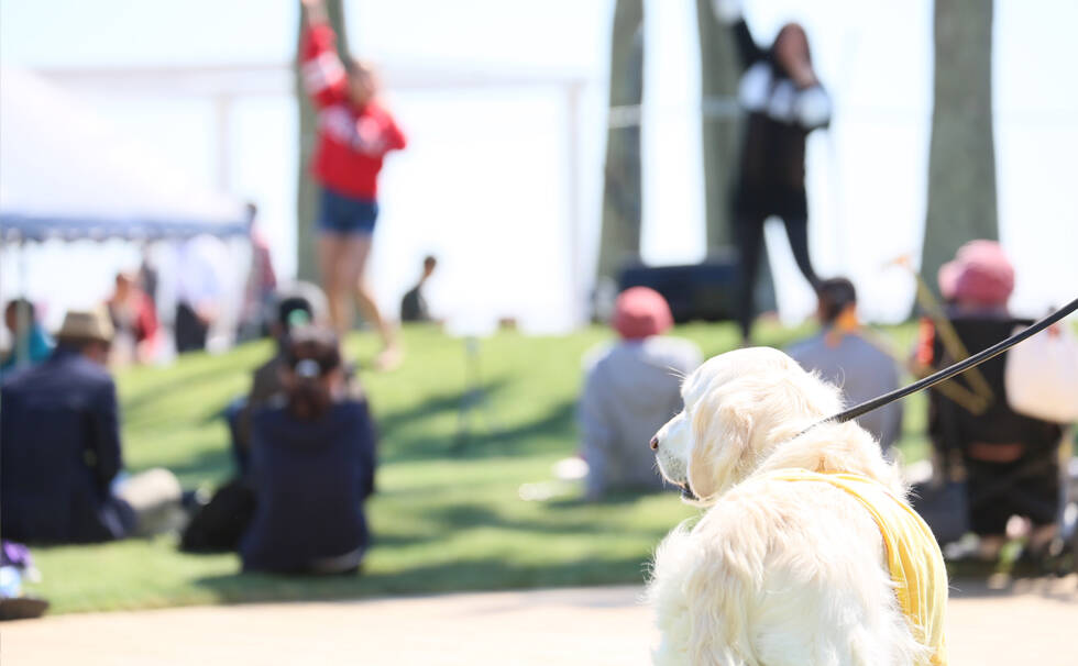 写真：わんちゃん
