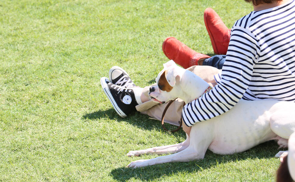 写真：わんちゃん