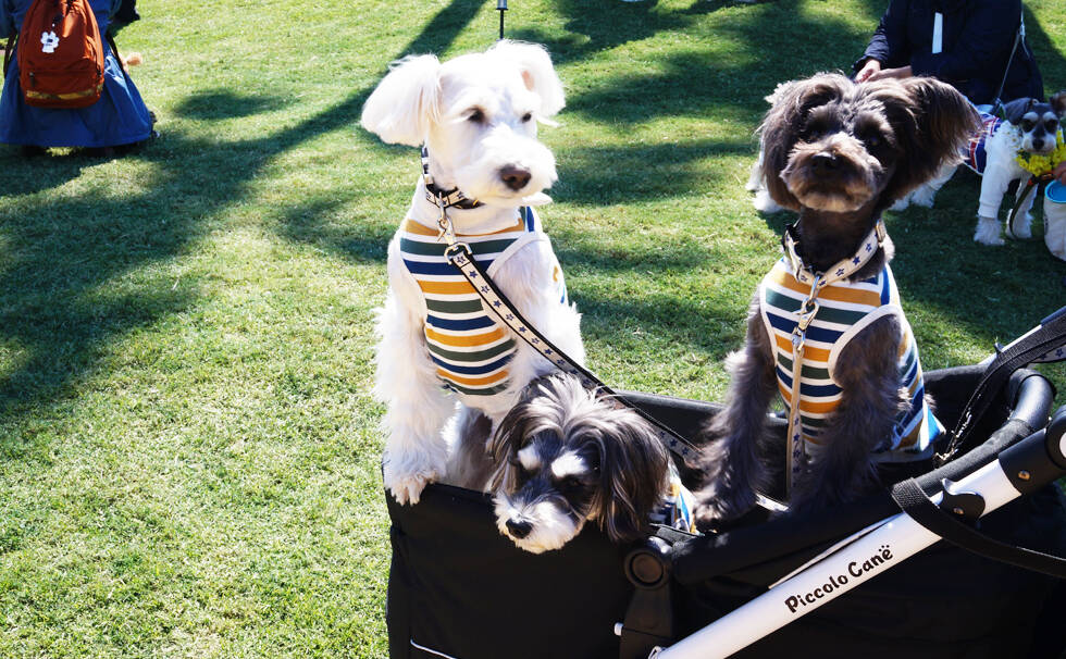 写真：わんちゃん