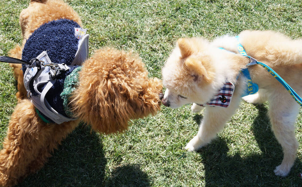 写真：わんちゃん