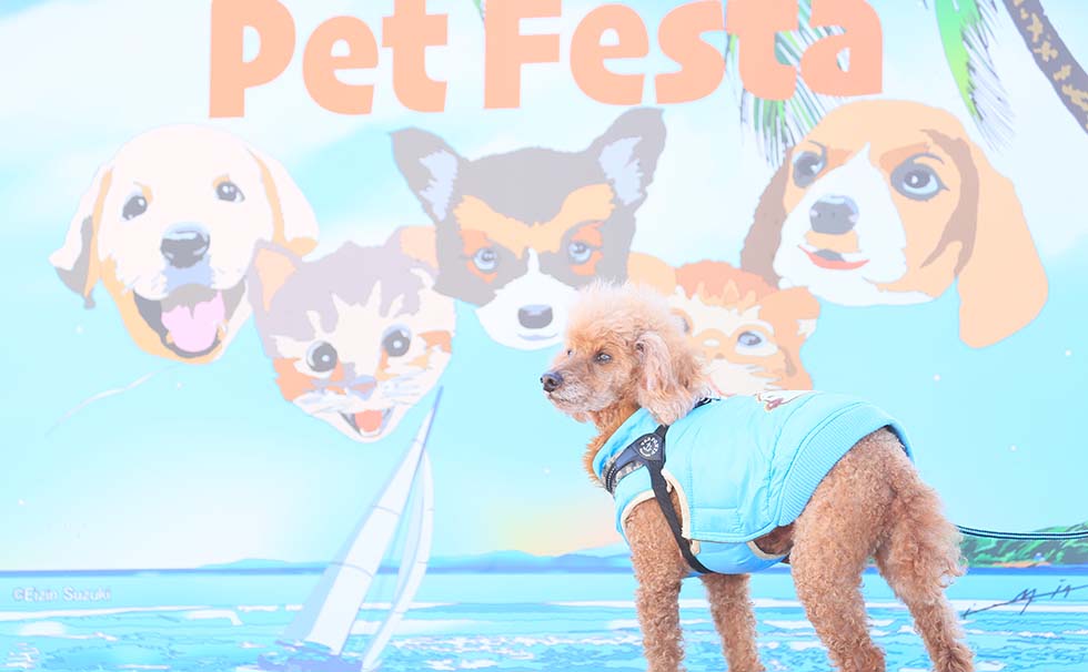 pet festa