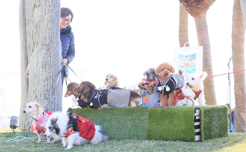 写真：わんちゃん