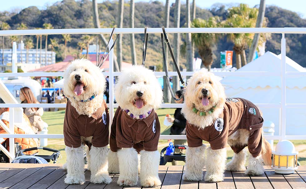 写真：わんちゃん