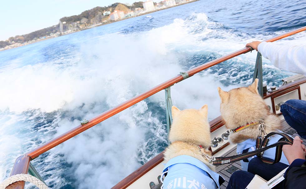 写真：わんちゃん