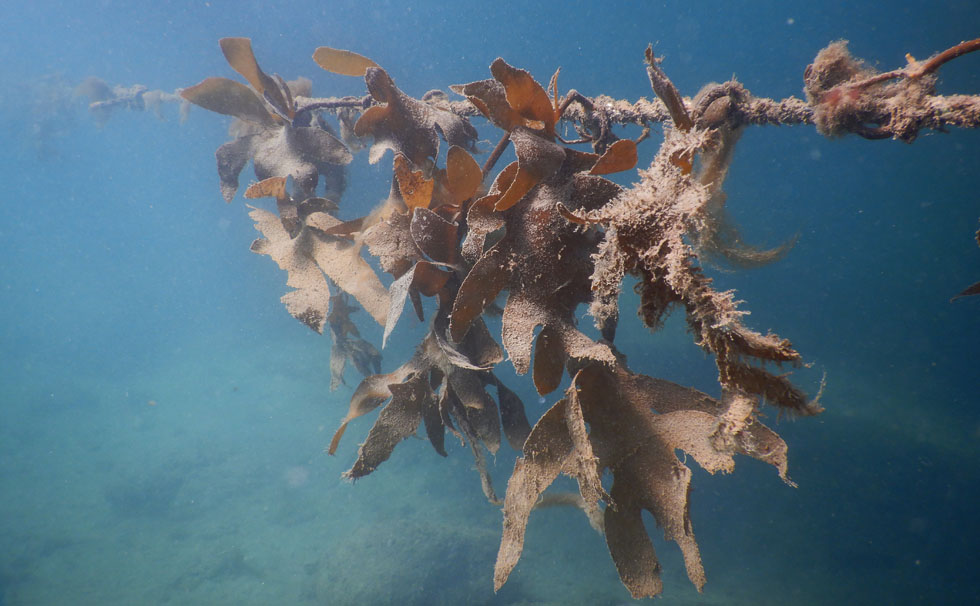 写真：早熟カジメ