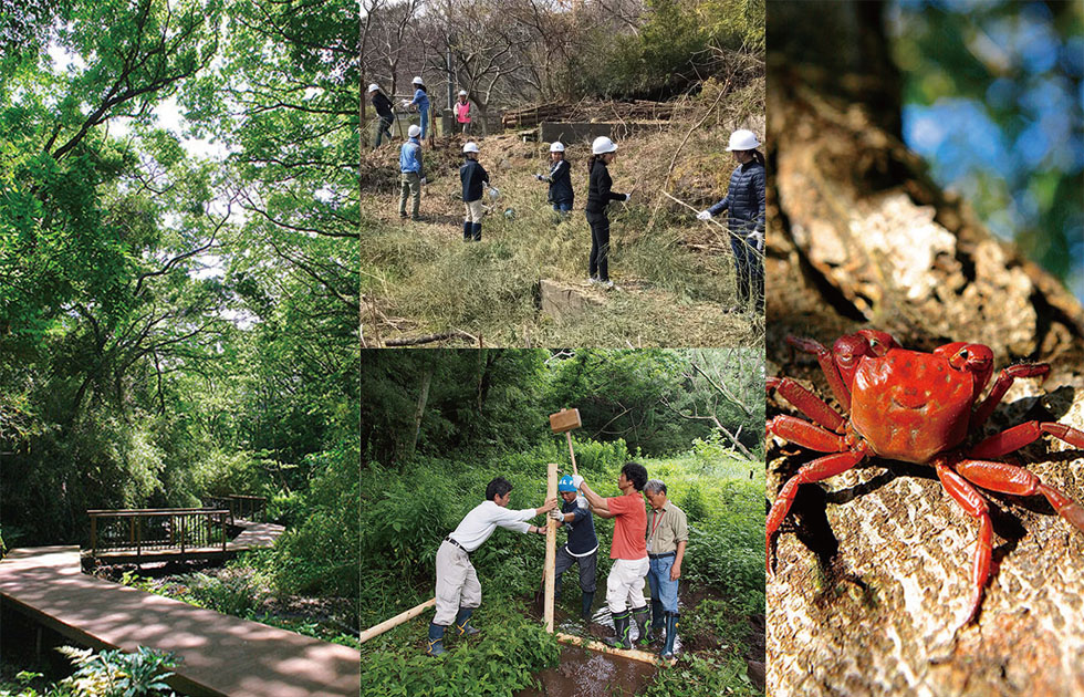 写真：小網代の森　保全活動