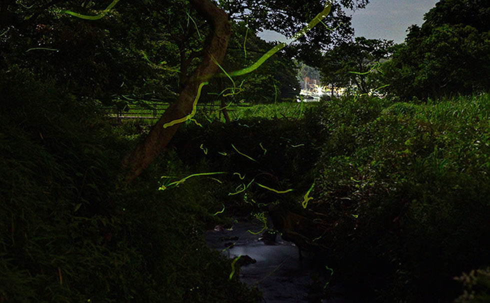 写真：ホタル