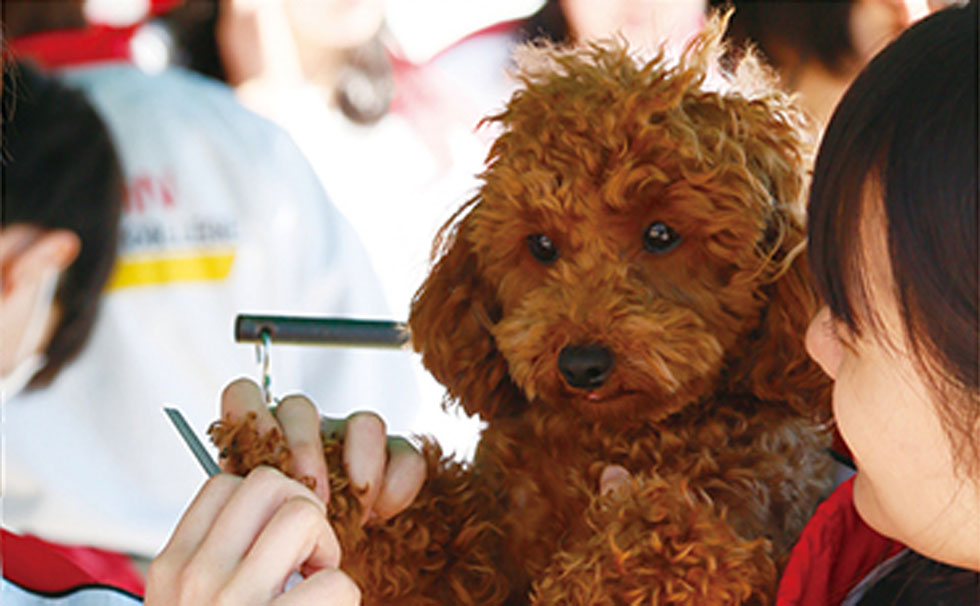 写真：第2回 逗子マリーナペットフェスタ 2019