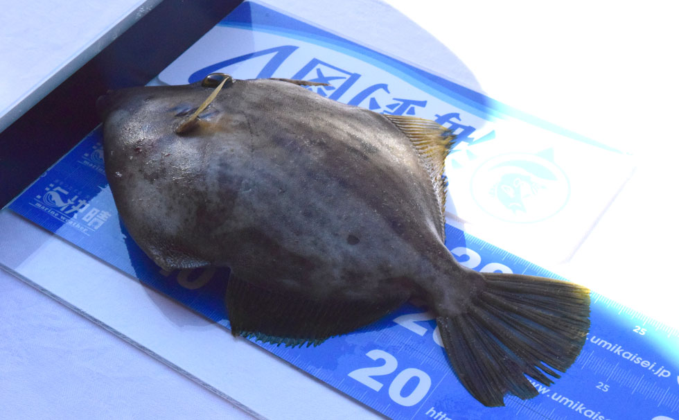 写真：フィッシングマスター 2024 ハギの様子