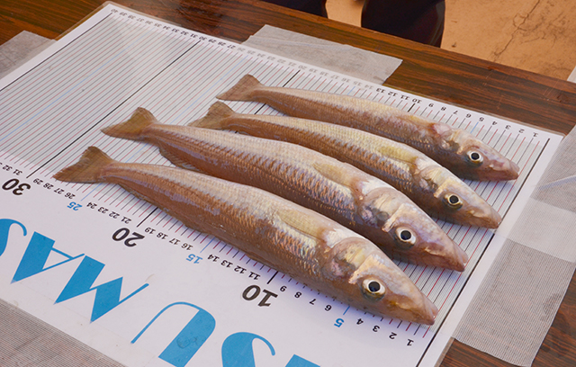 写真:キスマスター