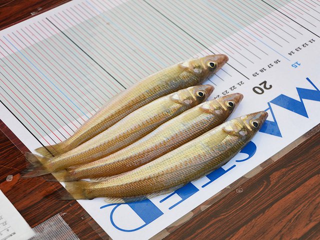 写真:キスマスター