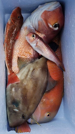 写真：アカアマダイ