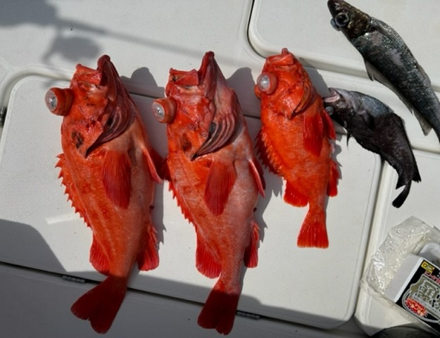 写真：アコウダイ