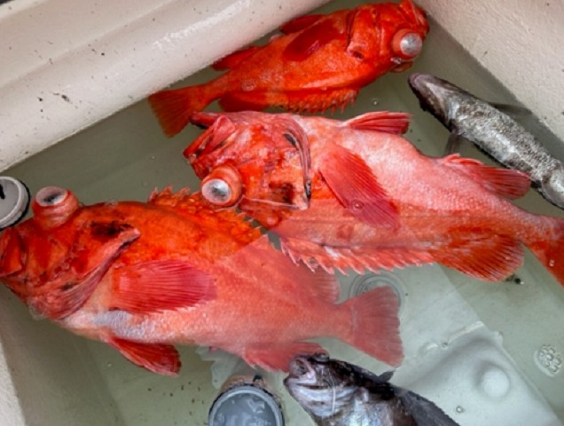 写真：アコウダイ