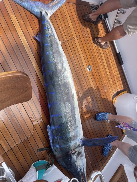 写真：クロカジキ