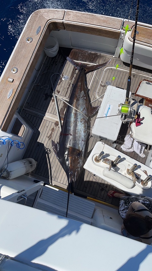 写真：クロカジキ