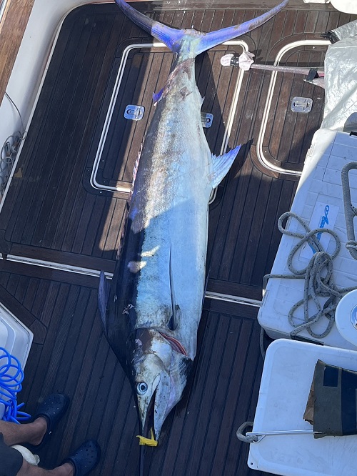 写真：クロカジキ