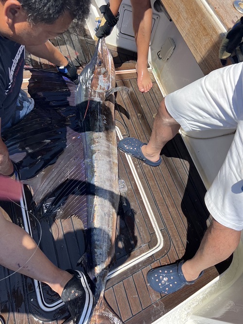 写真：バショウカジキ