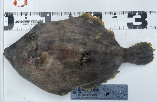 写真：カワハギ