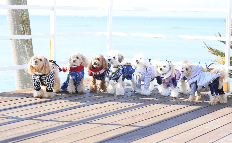 写真：第3回逗子マリーナペットフェスタ