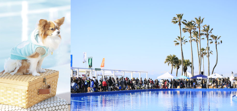 写真：第3回逗子マリーナペットフェスタ