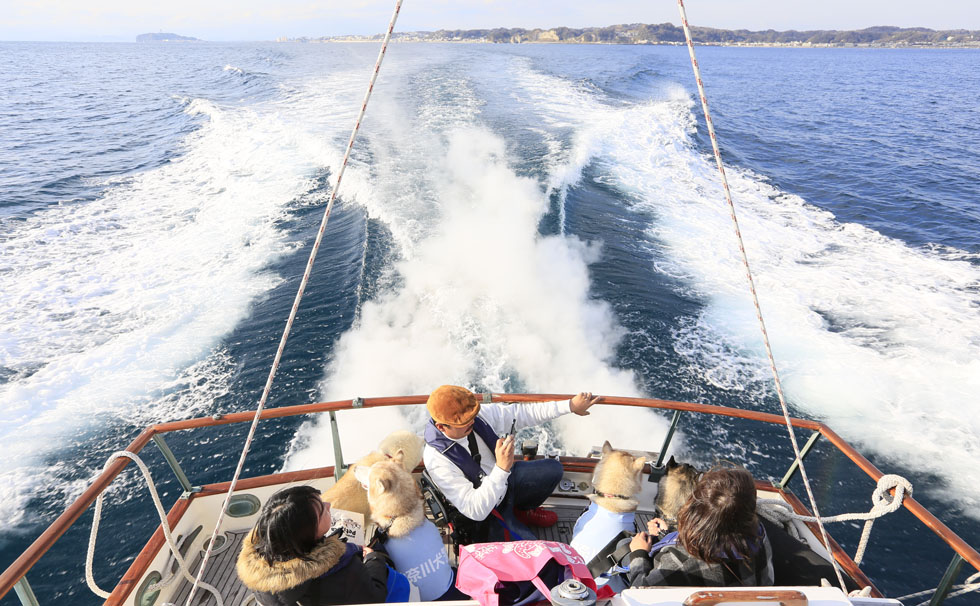 写真：第3回逗子マリーナペットフェスタ