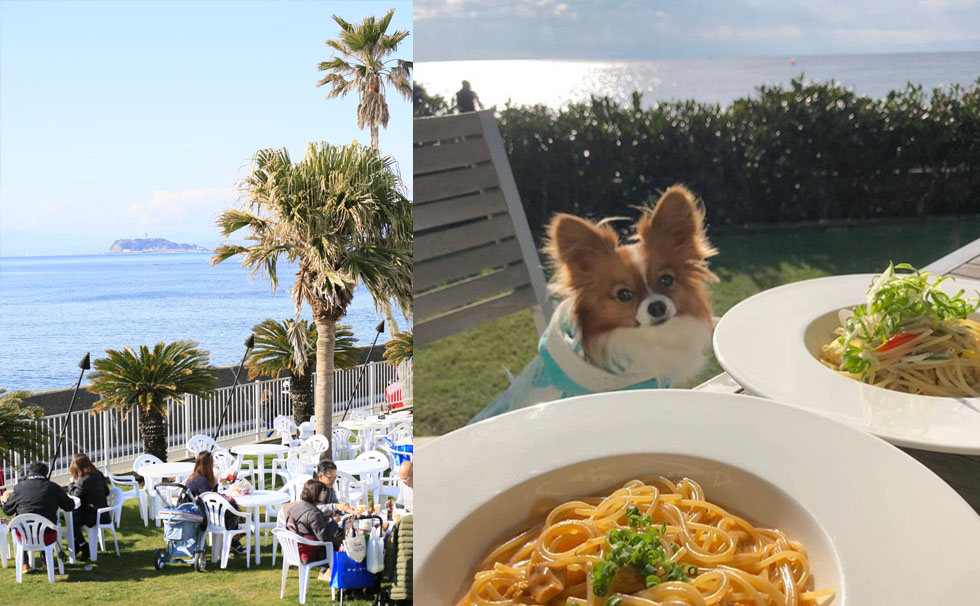 写真：ペットと共にお昼ごはん