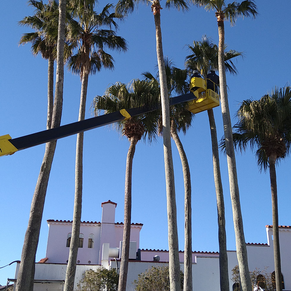 写真：ヤシの木剪定