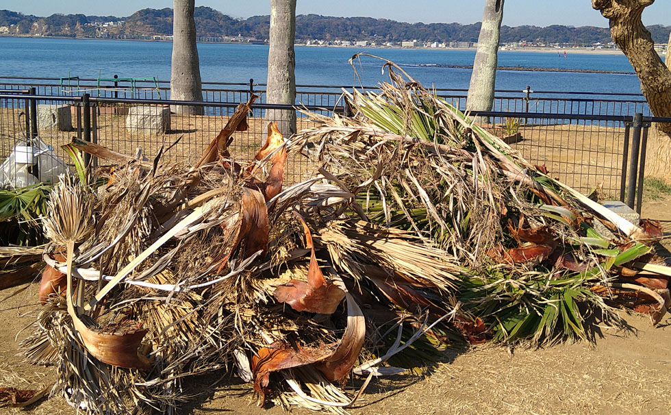 写真：1回の剪定での枯れ葉