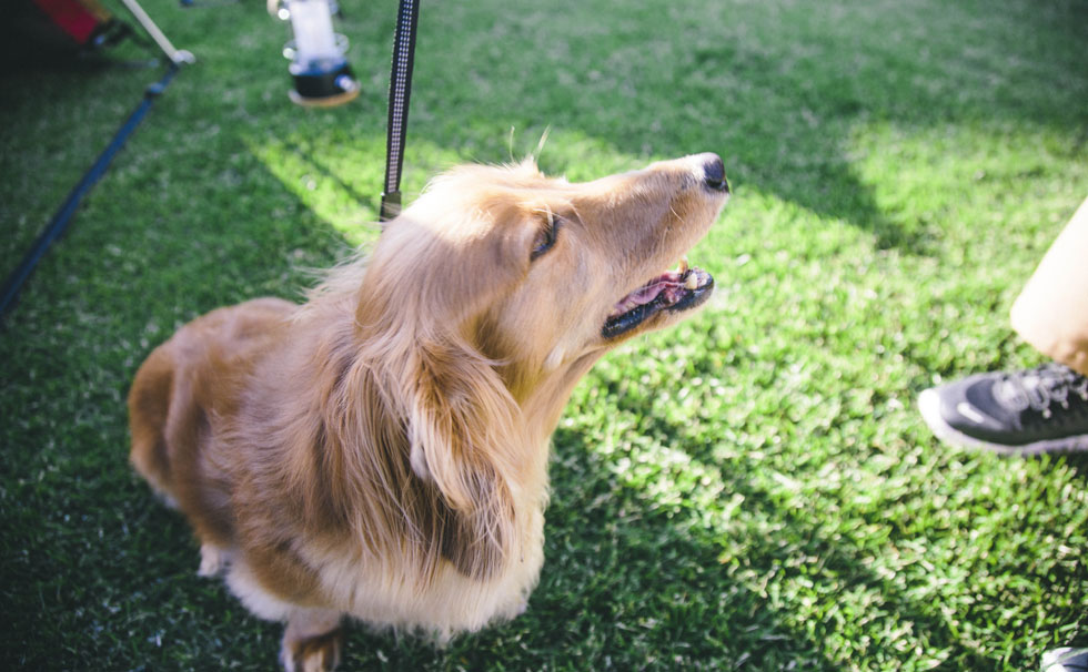 写真：愛犬イメージ